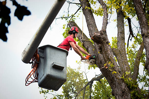 Best Emergency Tree Removal  in Rothschild, WI